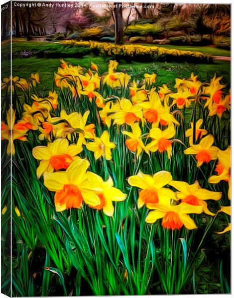  Dafoodils in Bloom Canvas Print by Andy Huntley