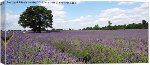  Lavender Field Canvas Print by Andy Huntley