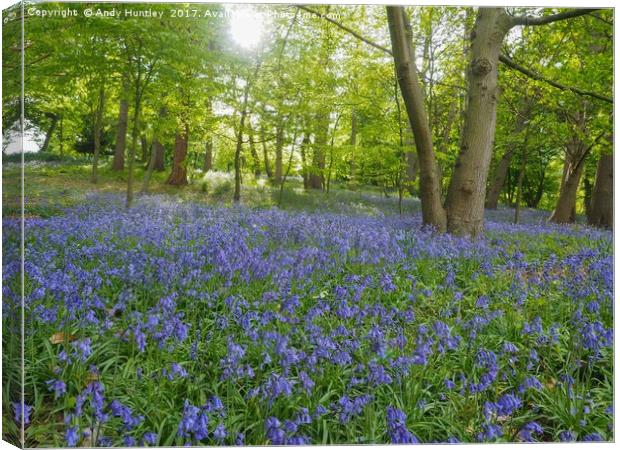Bluebells Canvas Print by Andy Huntley