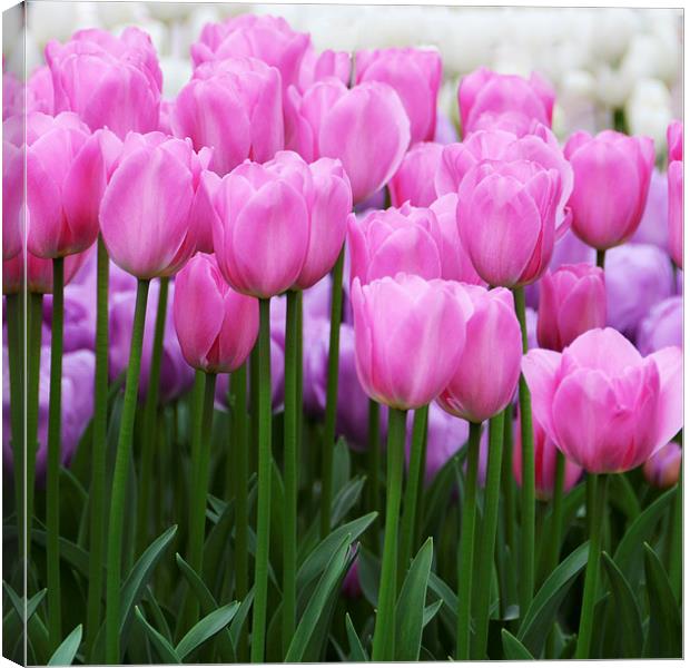 Pink Tulips Canvas Print by Carolyn Eaton