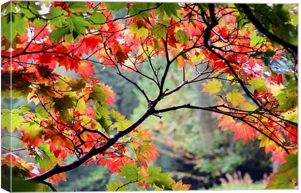 Autumn Japanese Maple Canvas Print by Carolyn Eaton