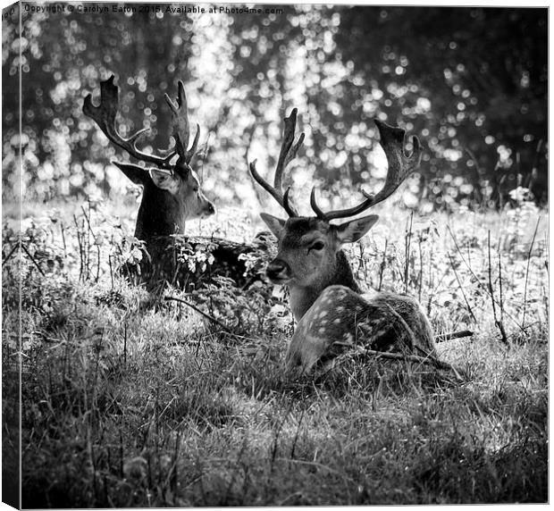  Young Stags B&W Canvas Print by Carolyn Eaton
