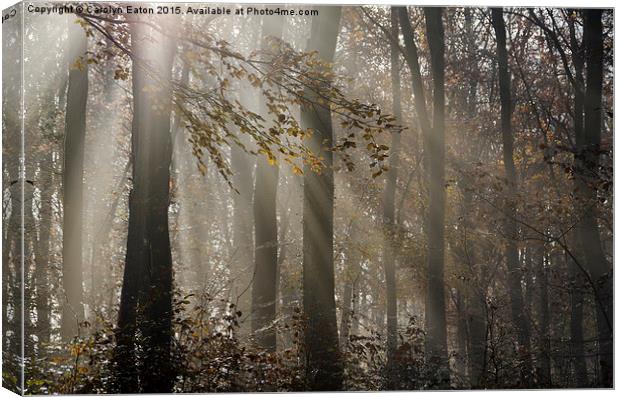  Sunlight Breaks Through the Fog in the Woods Canvas Print by Carolyn Eaton