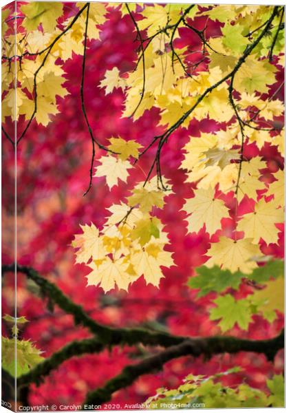 Autumn Colour Canvas Print by Carolyn Eaton