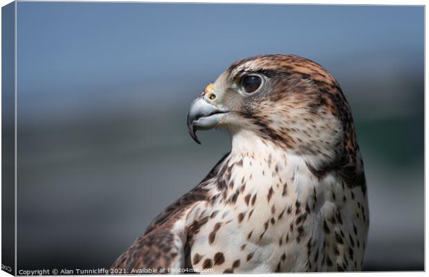 Saker falcon portrait Canvas Print by Alan Tunnicliffe