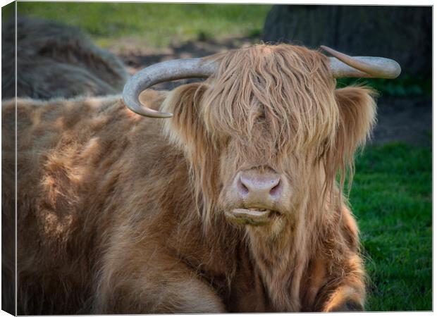 Highland cattle Canvas Print by Alan Tunnicliffe