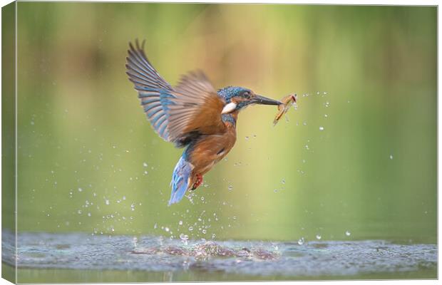 Kingfisher with catch Canvas Print by Alan Tunnicliffe