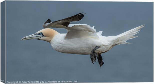 Northern gannet Canvas Print by Alan Tunnicliffe