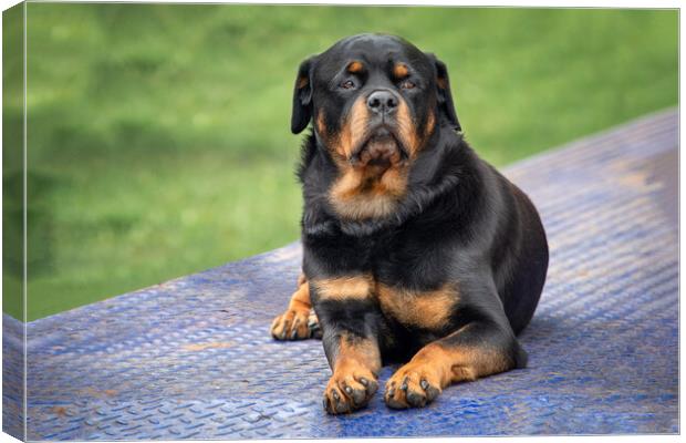 Rottweiler Canvas Print by Alan Tunnicliffe