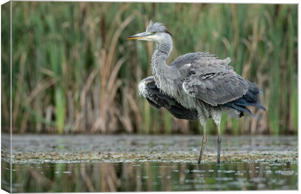 Heron Canvas Print by Alan Tunnicliffe