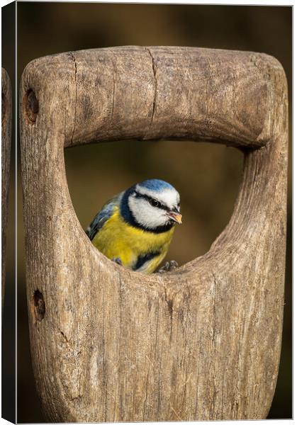 blue tit Canvas Print by Alan Tunnicliffe