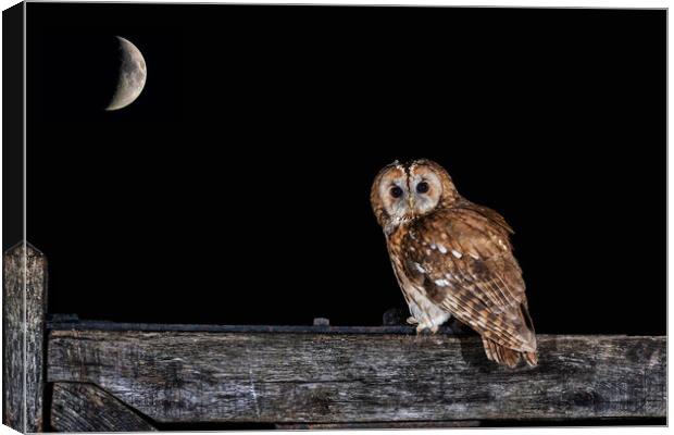 Tawny owl at night Canvas Print by Alan Tunnicliffe