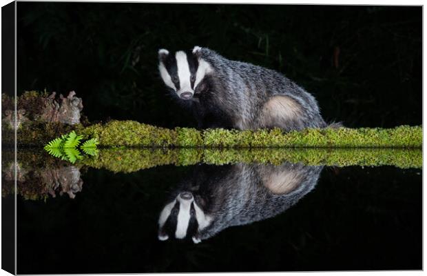 European badger Canvas Print by Alan Tunnicliffe