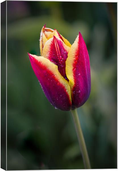 two coloured tulip Canvas Print by Alan Tunnicliffe