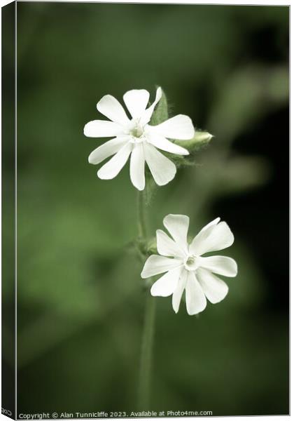 A close up of a white campion Canvas Print by Alan Tunnicliffe