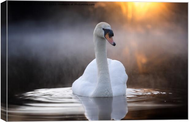 Graceful Swan on a Serene Lake Canvas Print by Alan Tunnicliffe