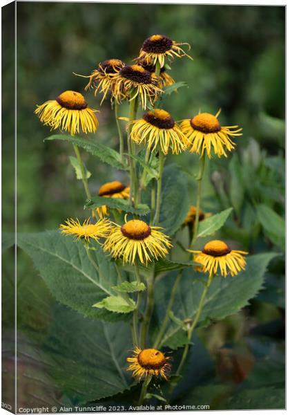 Yellow oxeye Canvas Print by Alan Tunnicliffe