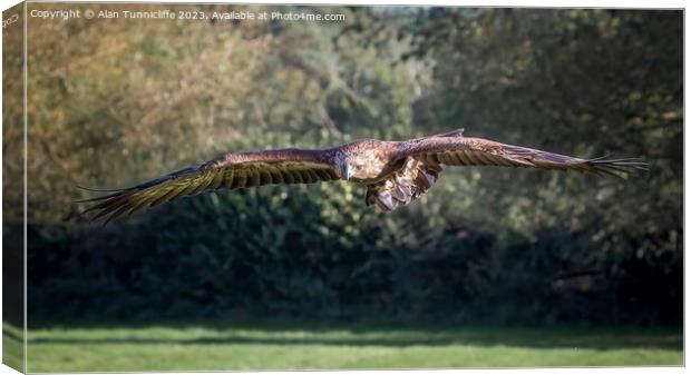 golden eagle flying Canvas Print by Alan Tunnicliffe