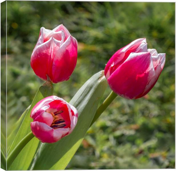 tulips Canvas Print by Alan Tunnicliffe