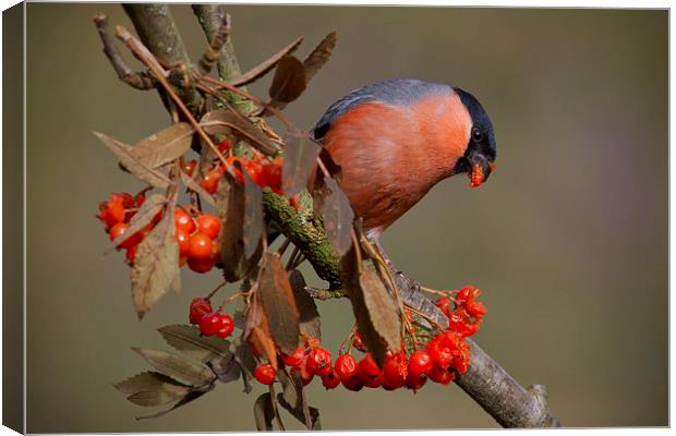 The Majestic male bullfinch Canvas Print by Alan Tunnicliffe