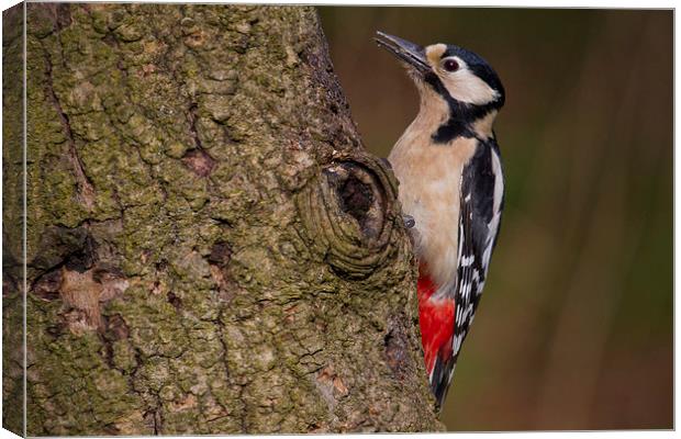 great spotted woodpecker Canvas Print by Alan Tunnicliffe