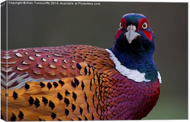 Majestic male pheasant Canvas Print by Alan Tunnicliffe