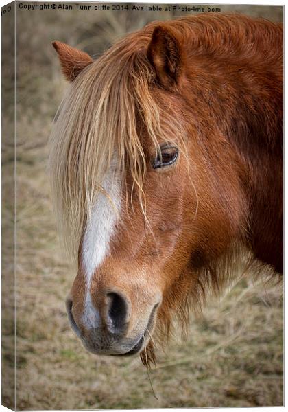 Majestic wild pony on llanddwyn island Canvas Print by Alan Tunnicliffe