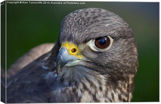 Portrait of a Falcon Canvas Print by Alan Tunnicliffe