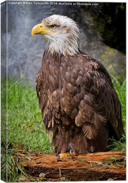  Bald Eagle Canvas Print by Alan Tunnicliffe