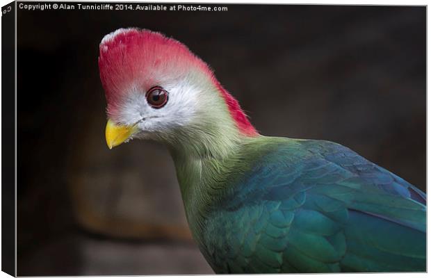  Red-crested turaco Canvas Print by Alan Tunnicliffe