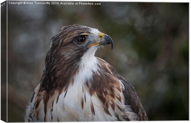 Red tailed hawk Canvas Print by Alan Tunnicliffe