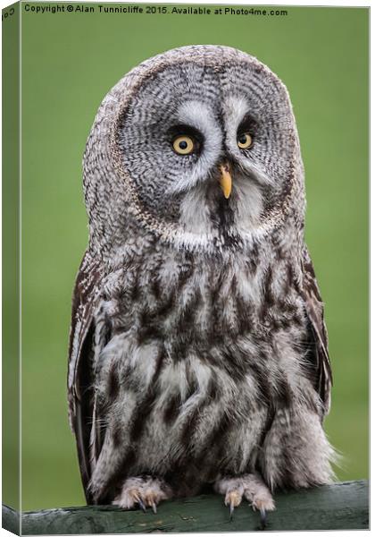  Great Grey Owl Canvas Print by Alan Tunnicliffe