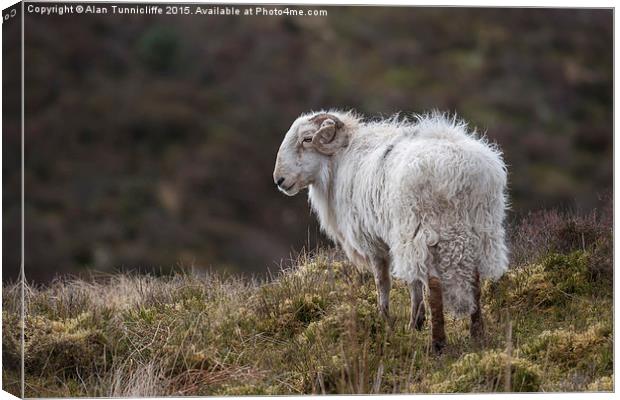  Welsh Ram on mountain Canvas Print by Alan Tunnicliffe