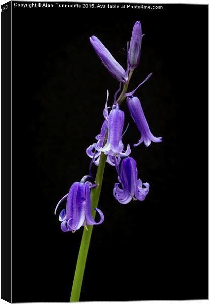  Bluebells Canvas Print by Alan Tunnicliffe