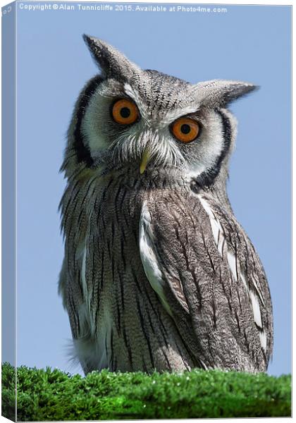  White Faced Scops Owl Canvas Print by Alan Tunnicliffe