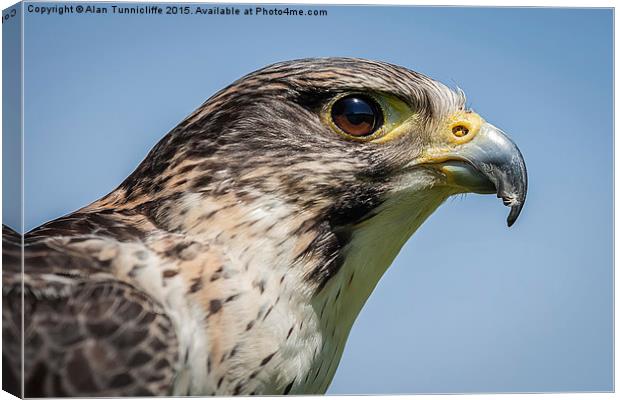  Hybrid Falcon Canvas Print by Alan Tunnicliffe