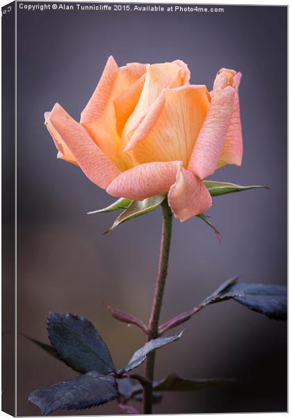  Single rose bloom Canvas Print by Alan Tunnicliffe