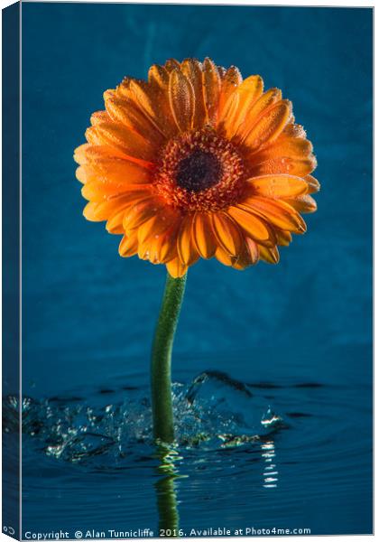 Water daisy Canvas Print by Alan Tunnicliffe