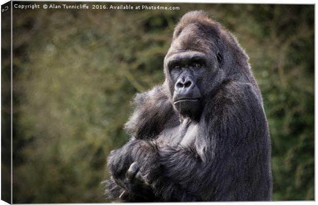 Silver back gorilla Canvas Print by Alan Tunnicliffe