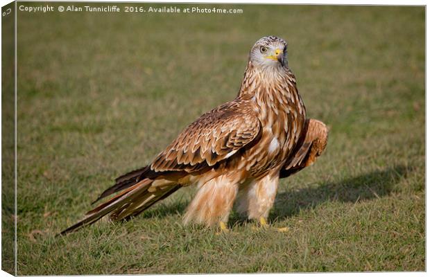 Red Kite Canvas Print by Alan Tunnicliffe
