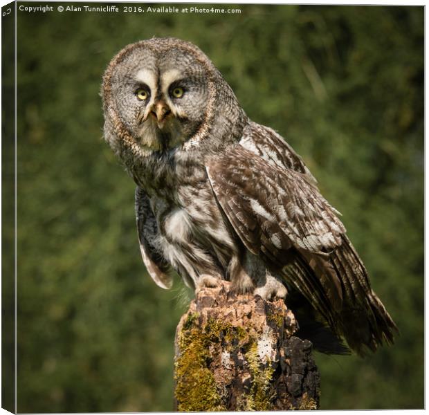 Great Grey owl Canvas Print by Alan Tunnicliffe