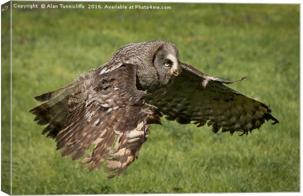 Great grey owl in flight Canvas Print by Alan Tunnicliffe