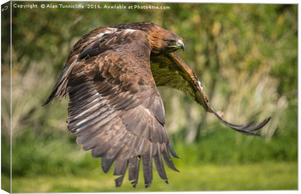 Red tailed hawk in flight Canvas Print by Alan Tunnicliffe