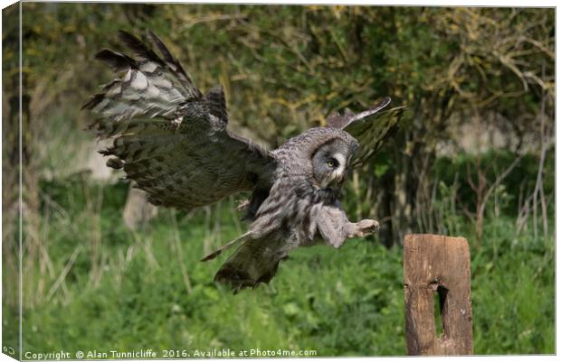Flying great grey owl Canvas Print by Alan Tunnicliffe