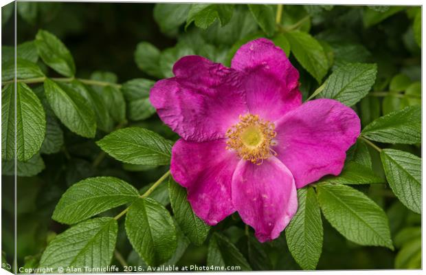 Dog rose Canvas Print by Alan Tunnicliffe