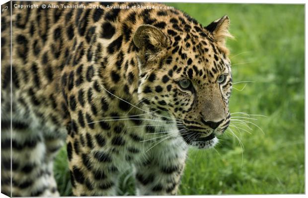 Leopard Canvas Print by Alan Tunnicliffe
