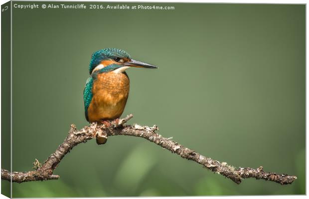 Kingfisher Canvas Print by Alan Tunnicliffe