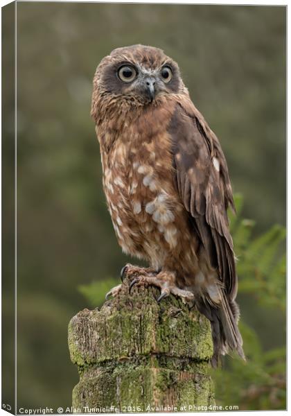 Boobook owl Canvas Print by Alan Tunnicliffe