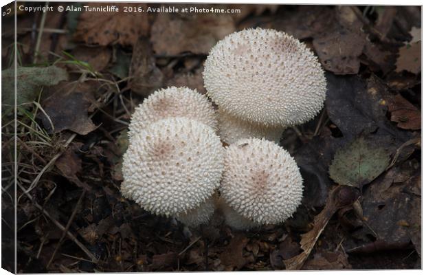 Common puffball Canvas Print by Alan Tunnicliffe