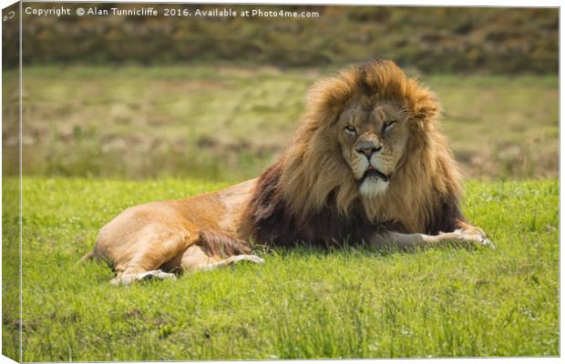 Lion Canvas Print by Alan Tunnicliffe